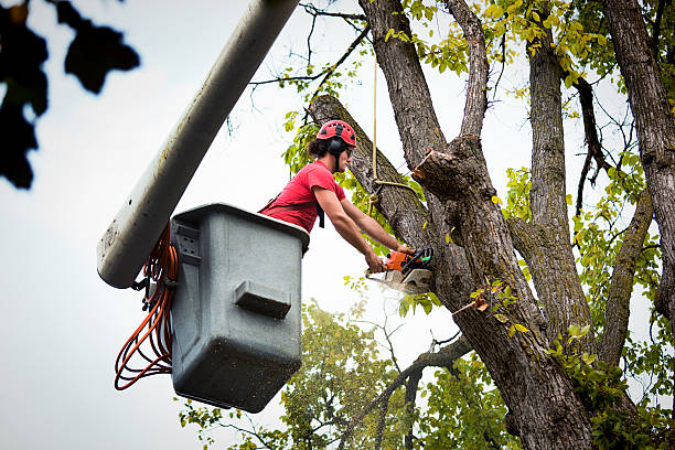 Best Tree Trimming and Pruning  in Toast, NC